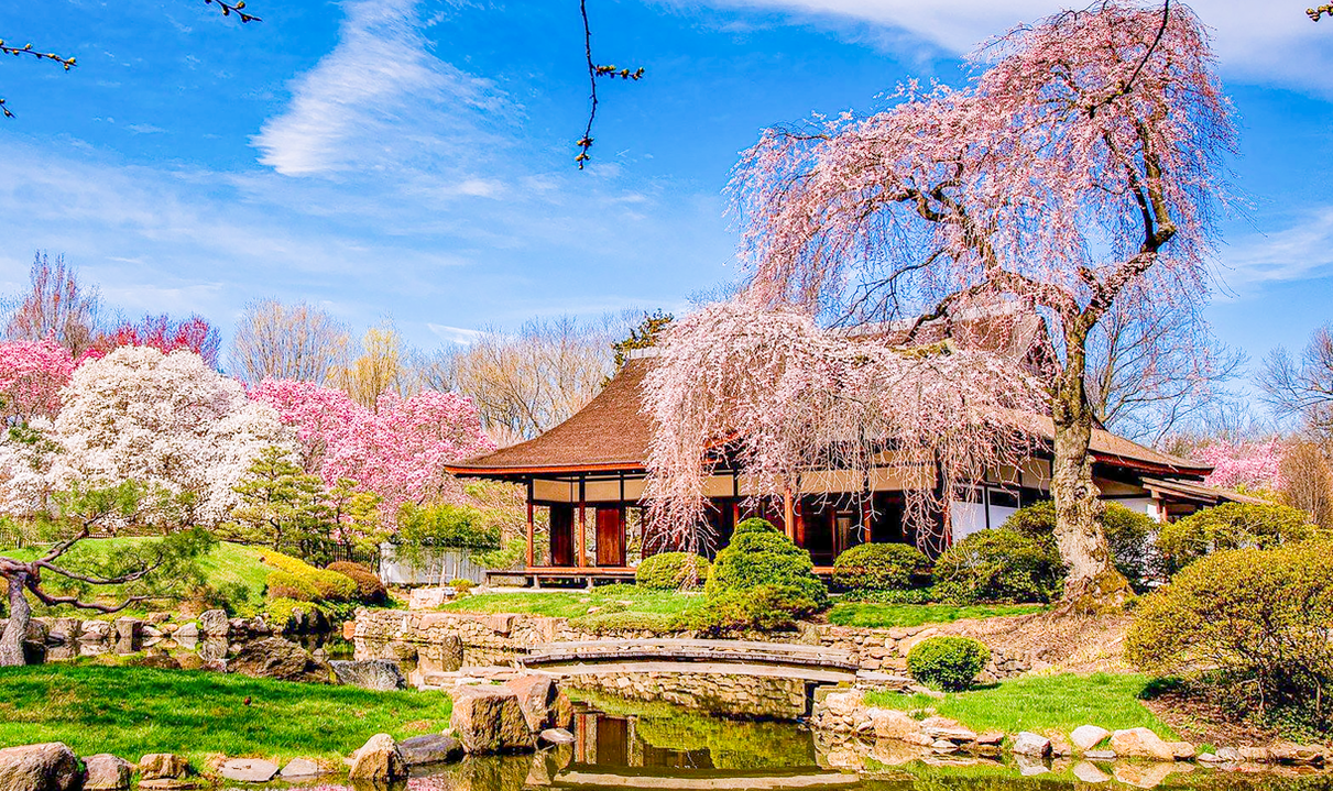 Washington Cherry Blossom